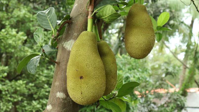 Exotické ovoce a jeho zdraví prospěšné účinky, foto 5
