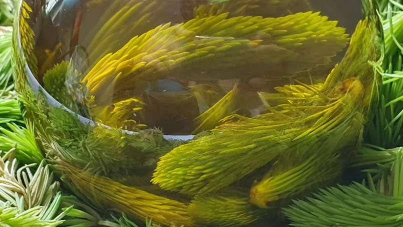 Olej z pupenů borovice, foto 5