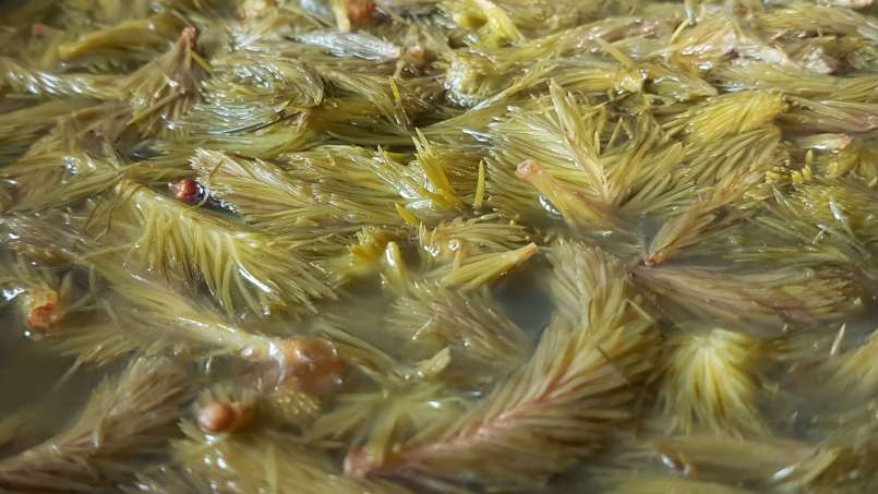 Sirup z pupenů borovice, foto 3