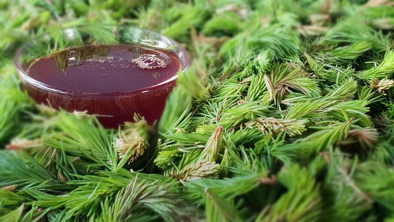 Sirup z pupenů borovice, foto 8