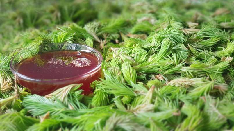 Sirup z pupenů borovice, foto 9