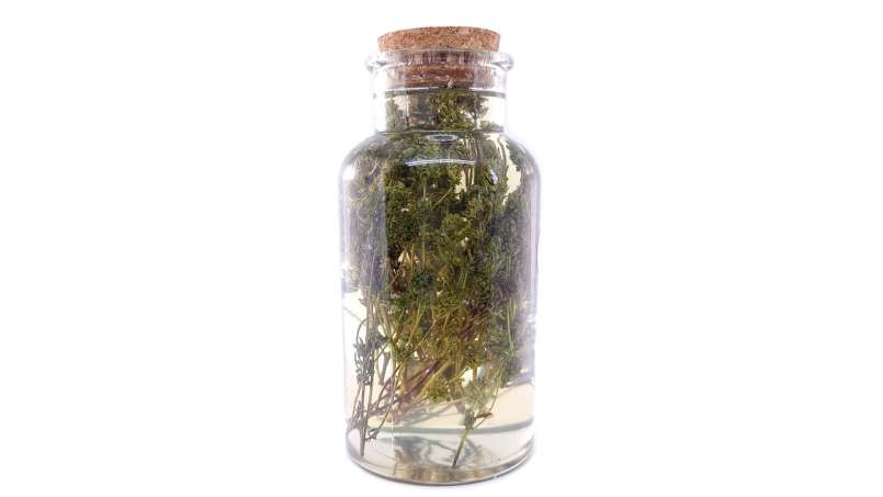 Tymiánový macerát s medem, foto 3