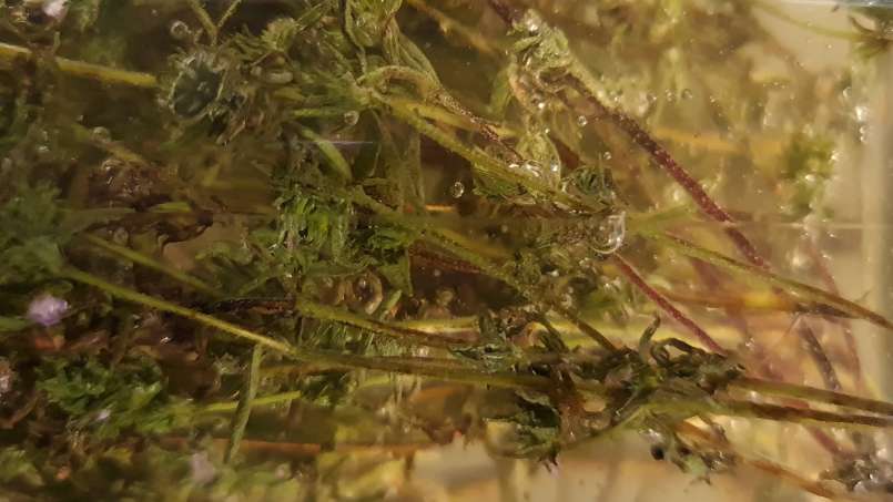 Tymiánový macerát s medem, foto 8