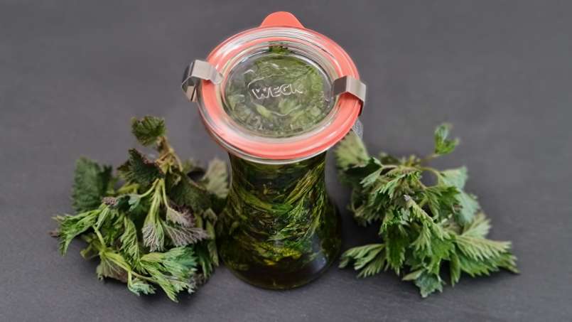 Kopřivový olej získaný přenosem, foto 3