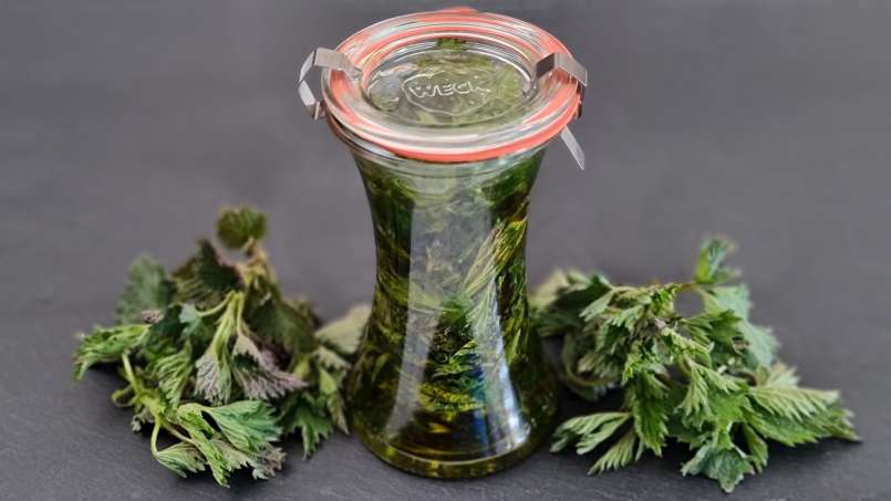 Kopřivový olej získaný přenosem, foto 4