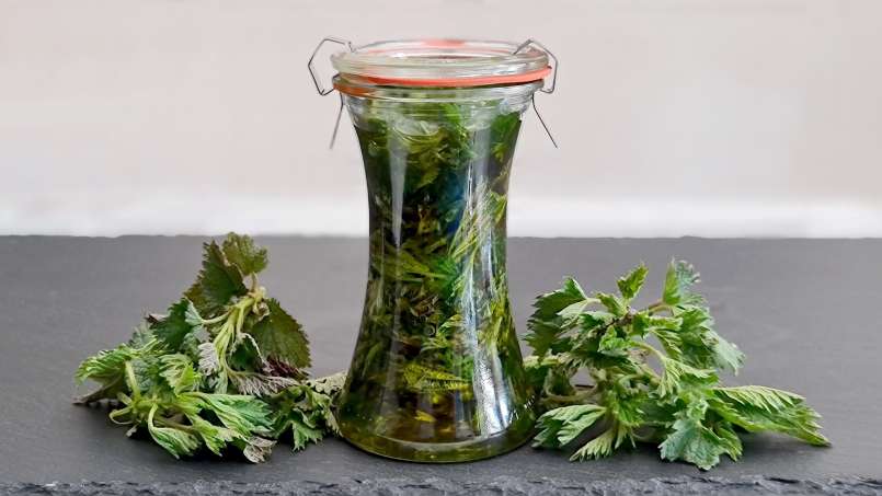 Kopřivový olej získaný přenosem, foto 5