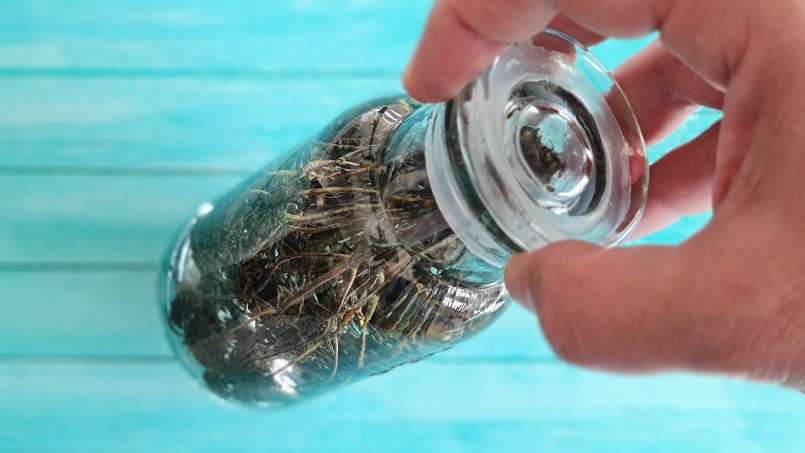 Tinktura z tymiánu, foto 4