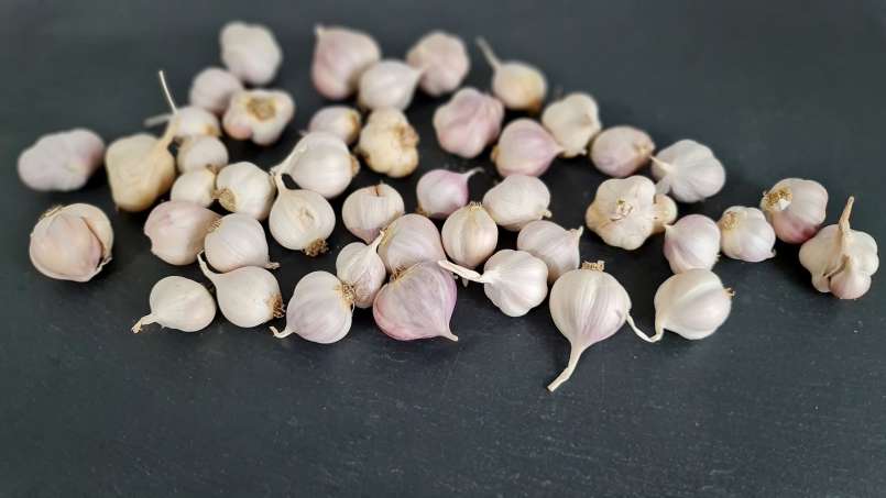 Celý česnek ráno na lačno, foto 6